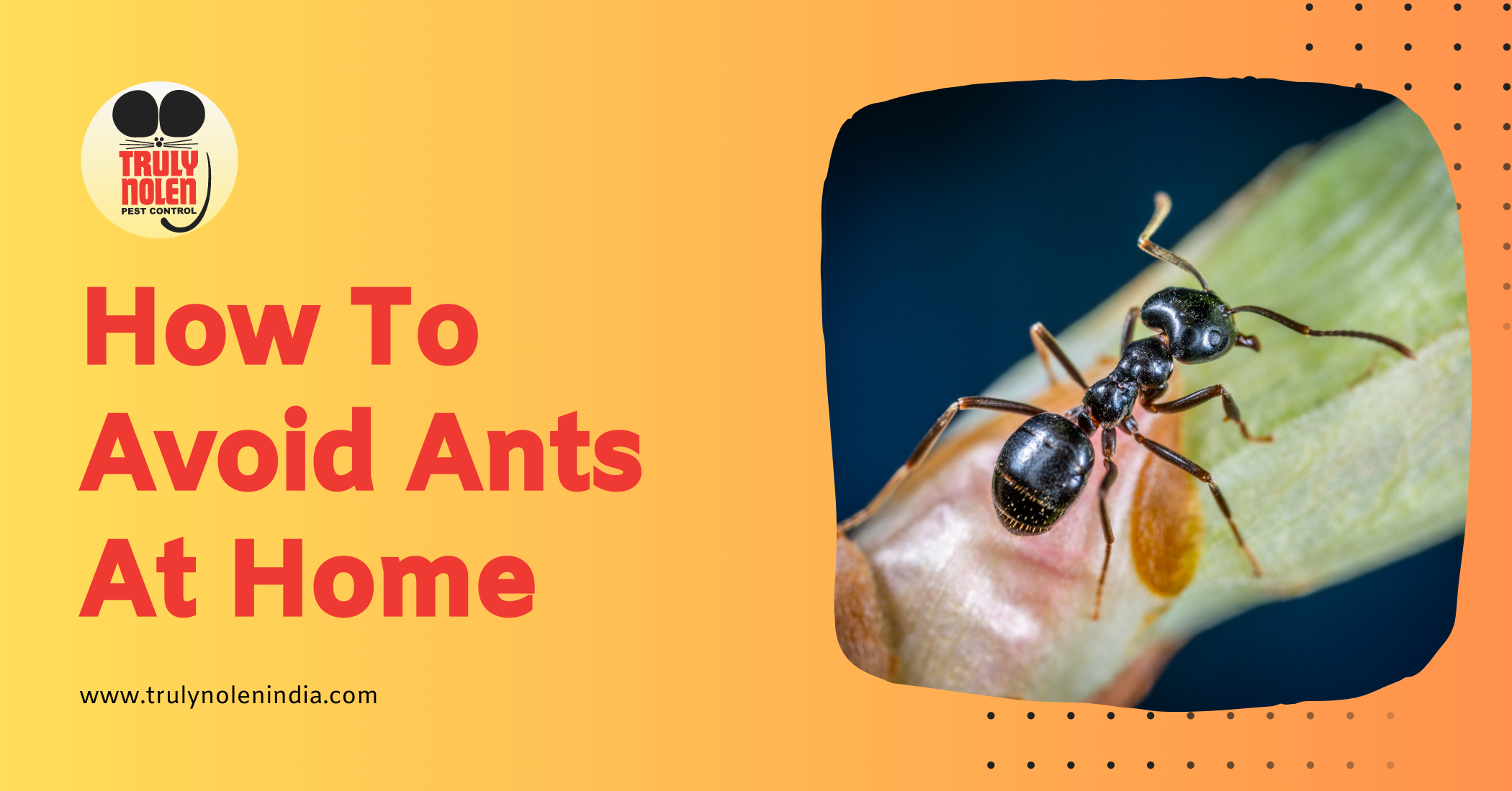 How-To-Avoid-Ants-At-Home